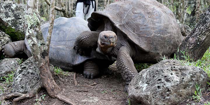 Galapagos Adventure: Day 4